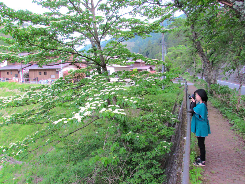 山だから見られる 木に咲く花を見に行こう こ こすげぇー 小菅村の情報発信中