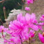 小菅村の花 ミツバツツジも見ごろを迎えます。