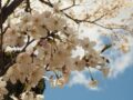 東京の約半月遅れで咲く桜