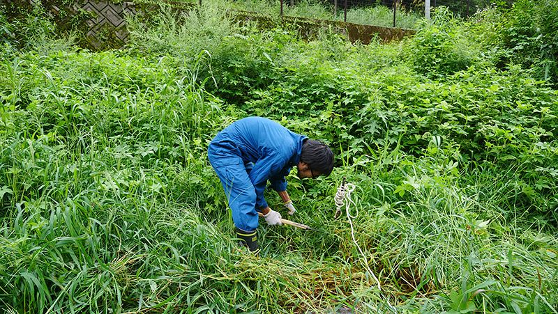 除草はヤギと人間ではどちらが早いのか こ こすげぇー 小菅村の