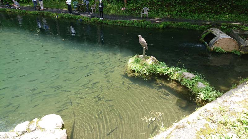 東京近隣の人気ルアー釣り場 小菅トラウトガーデン こ こすげぇー 小菅村の情報発信中